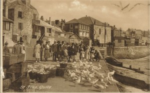 St Ives Gulls